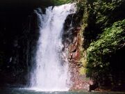 �˃m���̑�̎ʐ^1