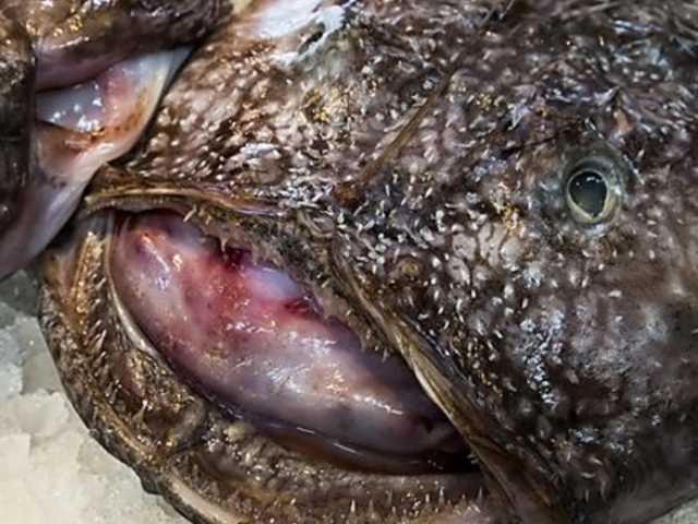 � ���� ������ ��y�̎ʐ^1