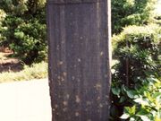 �����{�˂̎ʐ^1