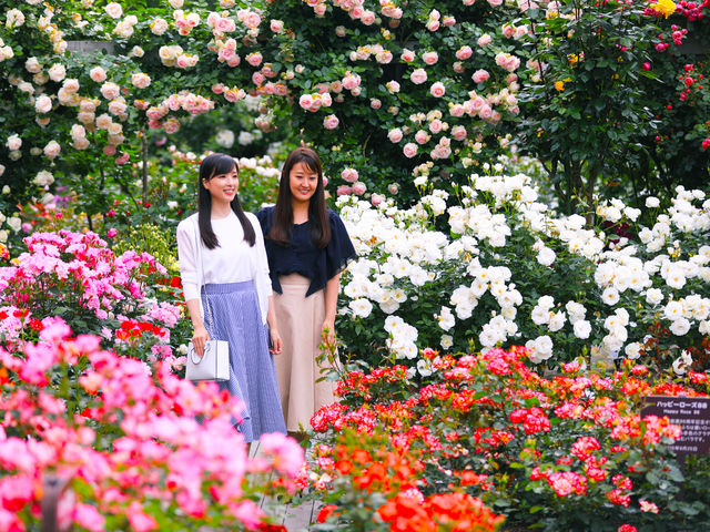 【花巻温泉バラ園】5月下旬から11月上旬まで6,000株のバラをはじめ、季節の花々が咲いています。_花巻温泉　ホテル花巻