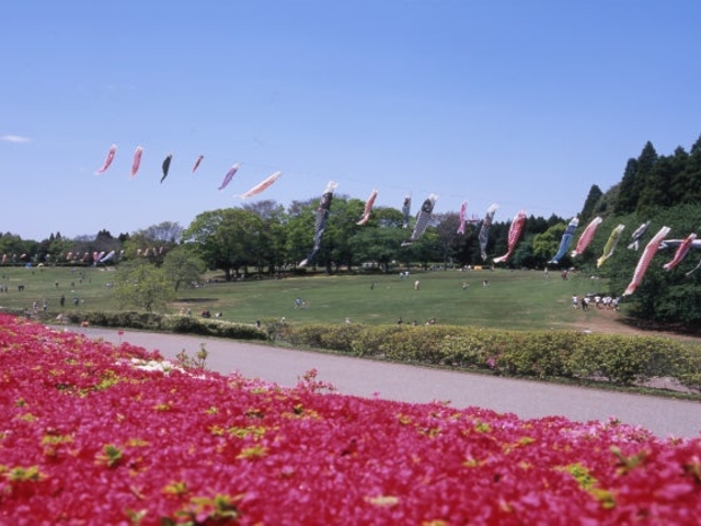 ���a�̐X�̃c�c�W�̎ʐ^1