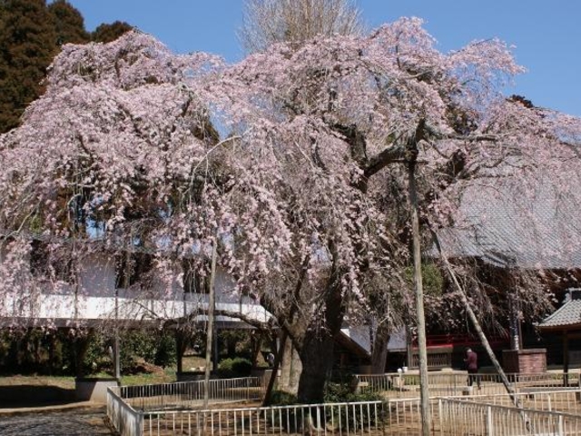 ストア 山武市 埴谷 妙宣寺 略縁起