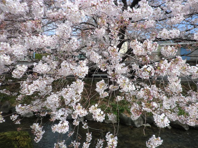 �h�͌���P�̂̍�