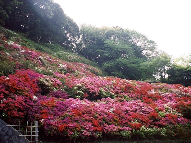 花の木公園のツツジ】アクセス・営業時間・料金情報 - じゃらんnet