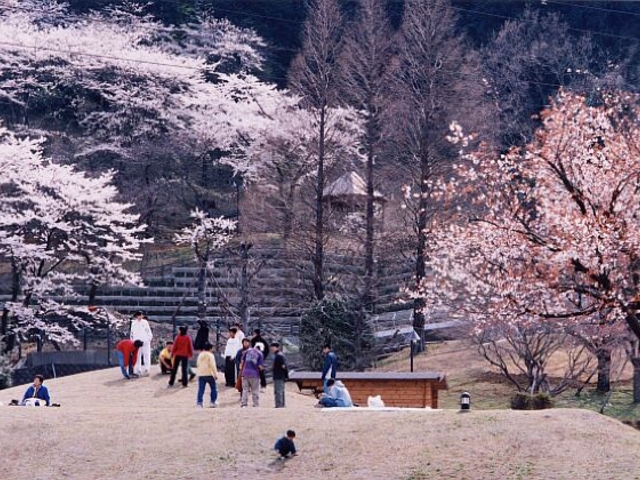 �Ëv��΂̃T�N���̎ʐ^1