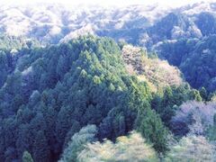 大福山自然林の写真1