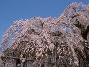 ���鎛�̎}�����̎ʐ^2