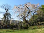 �V�_���U�N���i�ߖq���������j�̎ʐ^1