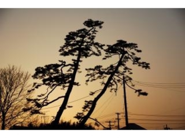 2松の木【ne 2松の木ne