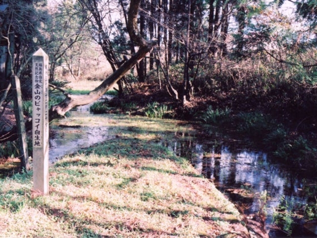 ���R�̃r���b�R�C�̎ʐ^1