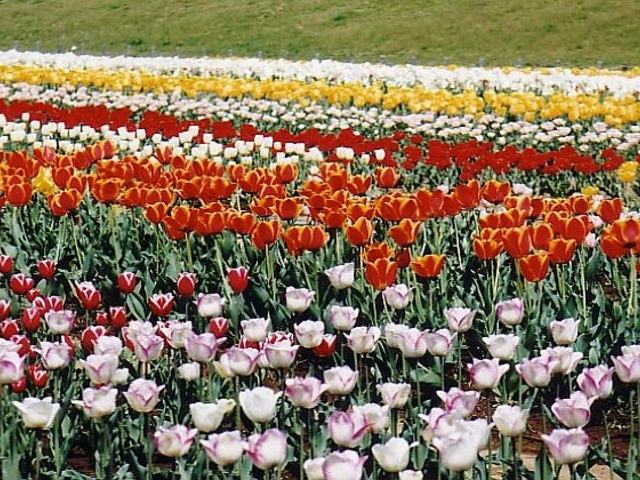 都市農業公園のチューリップ アクセス 営業時間 料金情報 じゃらんnet