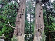 �Ĉ�z�K�_�Ђ̉��X�M�[�X�M�̎ʐ^1