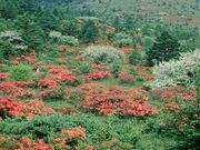 ���̊ۍ����̃����Q�c�c�W�̎ʐ^1