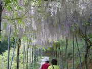 ���t���b�V���G���A�݂�܂̗��̎ʐ^2