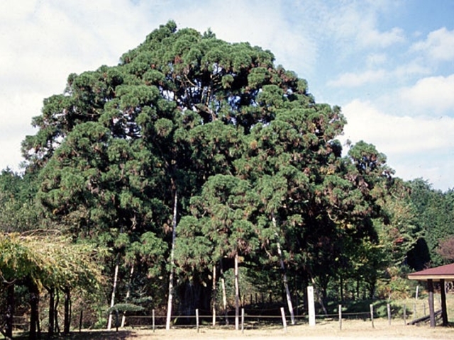 �c�q���̎ʐ^1