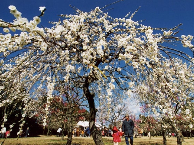 ���R�Βn�����̔~