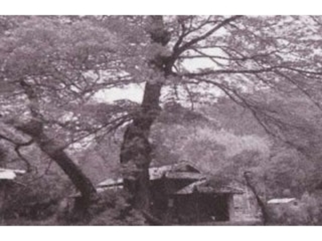 �͓��̑僀�N�̎ʐ^1