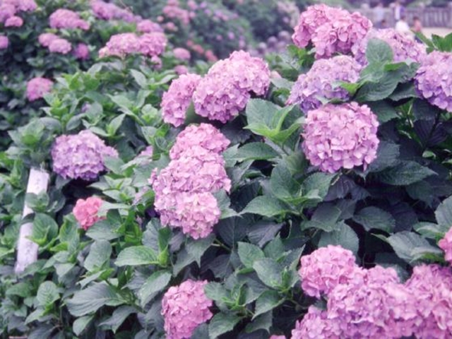 ����_�Ђ̃A�W�T�C