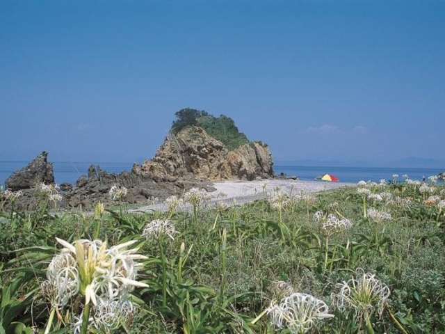 �F�a���s�̃n�}���E�̎ʐ^1