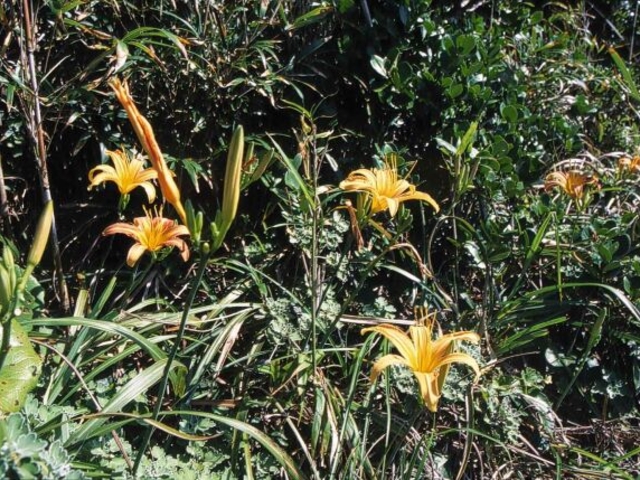 �n�}�J���]�E�̎ʐ^1