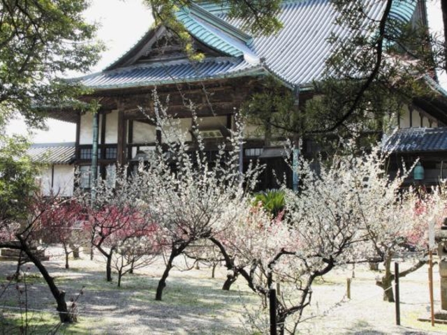 ���`���̔~