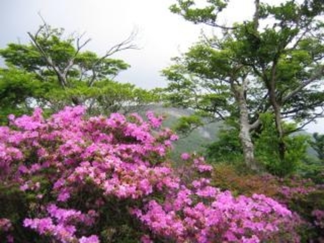 �唦�R�~���}�L���V�}�̎ʐ^1