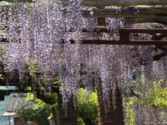 ��c�_�Ђ̓��̎ʐ^1