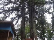 ���Y�V�A���Y�V�̐��̎ʐ^2