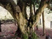 �V�J�̑�΂��̎ʐ^3