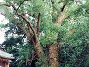 �D�R�_�Ђ̃N�X�̎ʐ^1