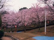 ���������̃c�c�W�E���̎ʐ^1