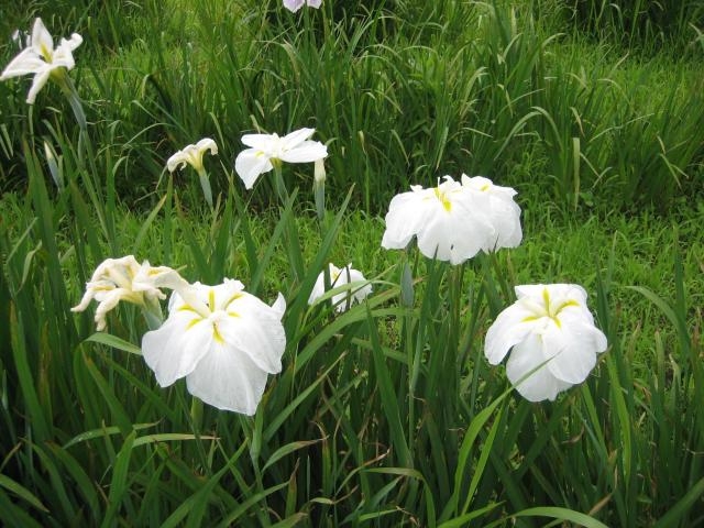 ����̗��i���R�����j�̎ʐ^1