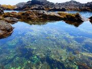 �g�E�V�L�V�j��̎ʐ^1