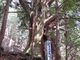 シラヌタの大杉の写真1