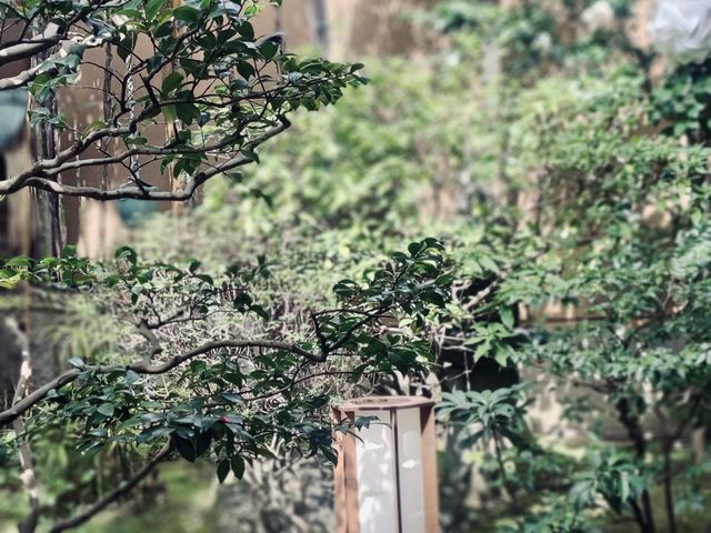 ���w���炵�̔��p�ف@�y�c��