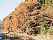 �܃����k�J�̎ʐ^1