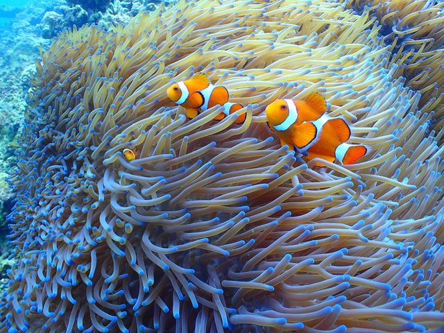 �l�C�̃J�N���N�}�m�~������|�C���g������܂��B_EGG�_�C�r���O�V���b�v