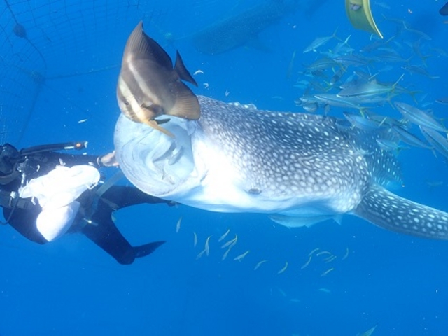 �W���x�G�U���Ɖj�����Ƃ��\�ł��B�M�d�ȑ̌��ɂȂ邱�ƊԈႢ�Ȃ��B_EGG�_�C�r���O�V���b�v