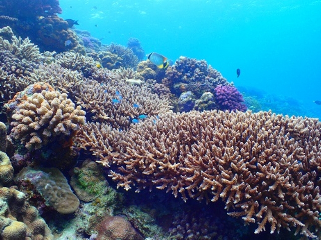 ���ꂢ�ȃT���S�A�F�N�₩�Ȃ������������񂢂܂��B_EGG�_�C�r���O�V���b�v