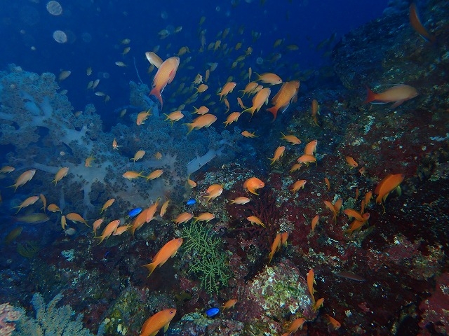 �_�C�r���O�T�[�r�Xmieux�݂�