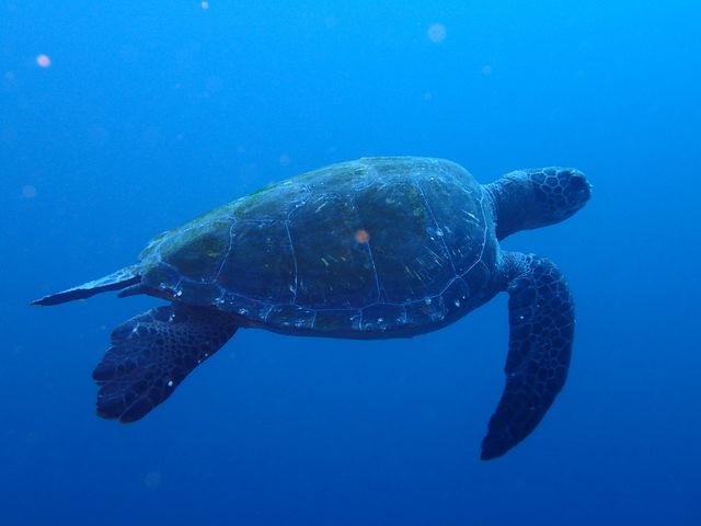 �J�����������邩���I_�_�C�r���O�T�[�r�Xmieux�݂�