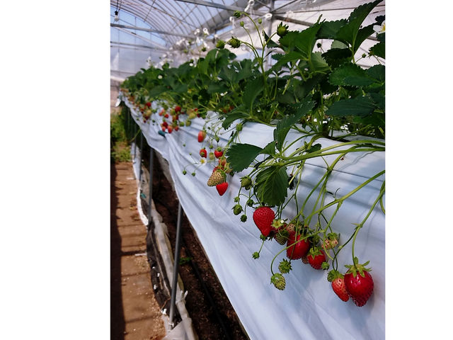 �݂悵�ς��ς��t�@�[��