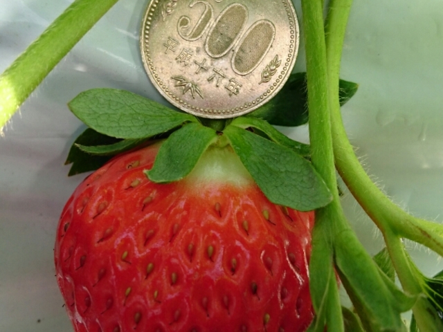 �͕P�ł��B500�~�ʂ�3�{�͂���܂��B_�݂悵�ς��ς��t�@�[��