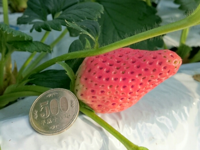 �͕P�ł�������ȏ�͕̏P�������ς�����܂��B_�݂悵�ς��ς��t�@�[��