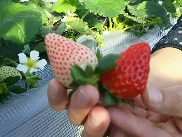 高田いちご園の割引プラン