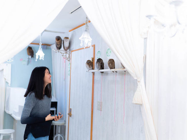 �t�N���E�J�t�F �A�L�o�t�N���E �H�t�� �������̐F�X�ȏꏊ�Ƀt�N���E�������I_�A�L�o�t�N���E �t�N���E�J�t�F ���� Owl Cafe Akiba Fukurou