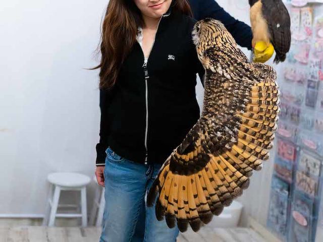 �t�N���E�J�t�F �A�L�o�t�N���E �H�t�� ��̏�ŃX�g���b�`����t�N���E_�A�L�o�t�N���E �t�N���E�J�t�F ���� Owl Cafe Akiba Fukurou