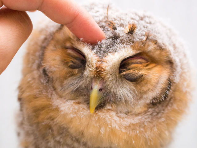 �t�N���E�J�t�F �A�L�o�t�N���E �H�t�� �Ԃ����̂Ƃ��̃����t�N���E♡_�A�L�o�t�N���E �t�N���E�J�t�F ���� Owl Cafe Akiba Fukurou