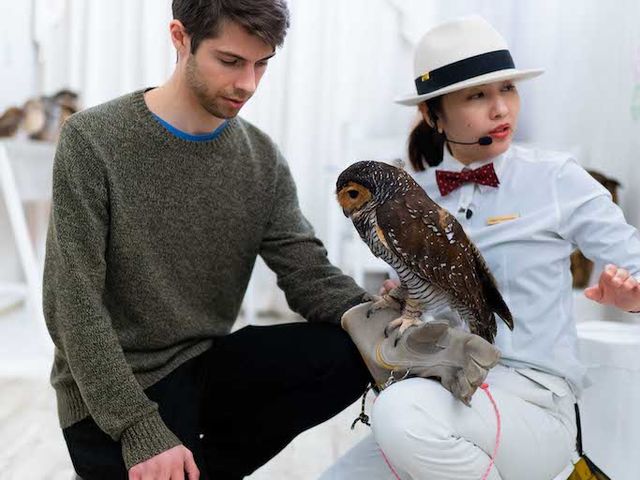 �t�N���E�J�t�F �A�L�o�t�N���E �H�t��_�A�L�o�t�N���E �t�N���E�J�t�F ���� Owl Cafe Akiba Fukurou