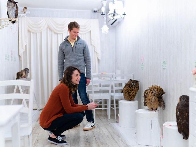 �t�N���E�J�t�F �A�L�o�t�N���E �H�t��_�A�L�o�t�N���E �t�N���E�J�t�F ���� Owl Cafe Akiba Fukurou